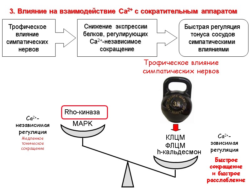 КЛЦМ ФЛЦМ h-кальдесмон Трофическое влияние симпатических нервов Са2+-зависимая регуляция Са2+-независимая регуляция MAPK Rho-киназа Трофическое